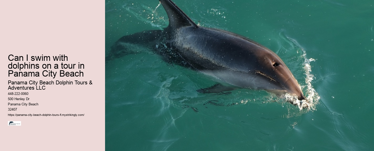 Shell Island Dolphin Tours Panama City Beach Fl