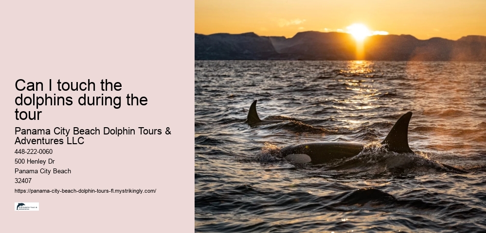 Can I touch the dolphins during the tour