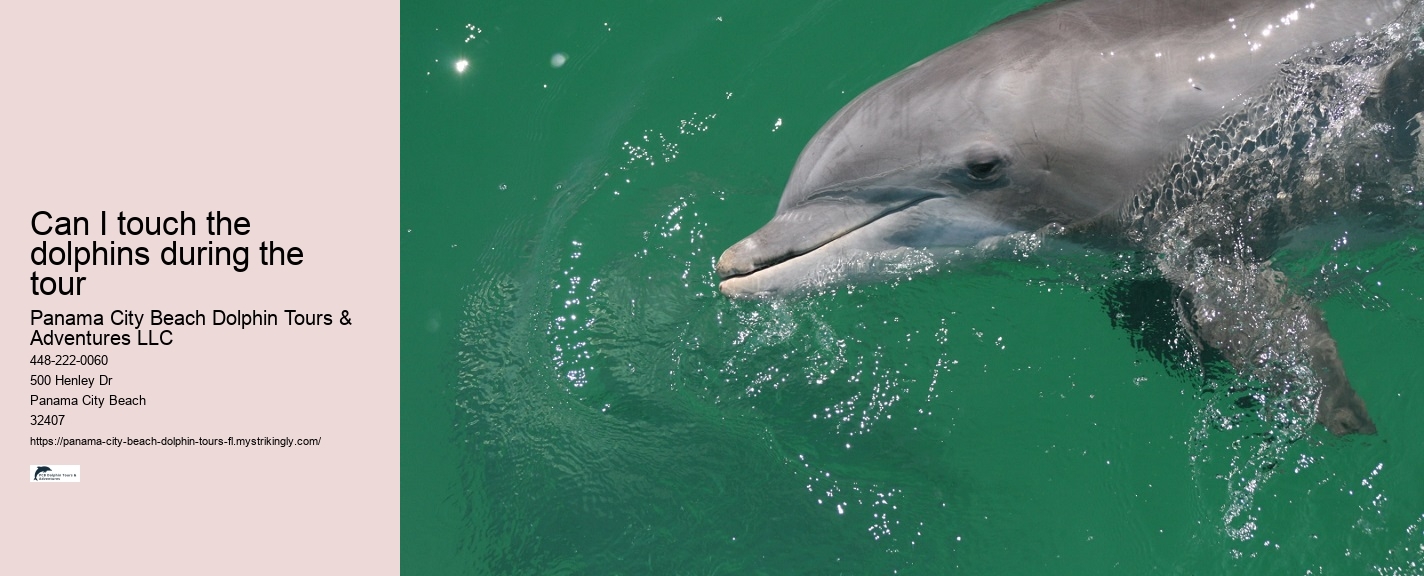 Dolphin Tours Near Me