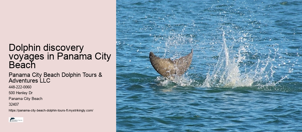 Dolphin discovery voyages in Panama City Beach