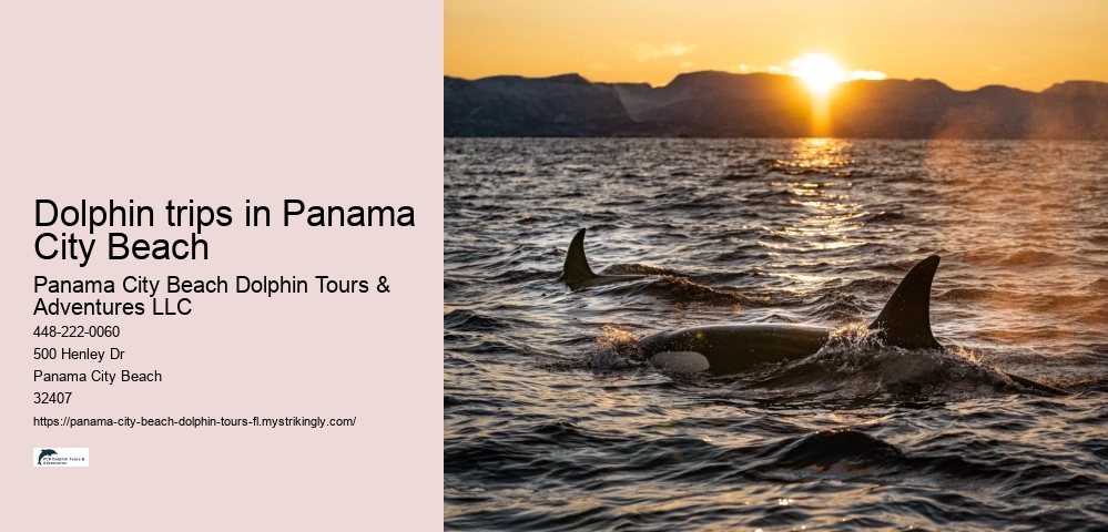 Dolphin trips in Panama City Beach