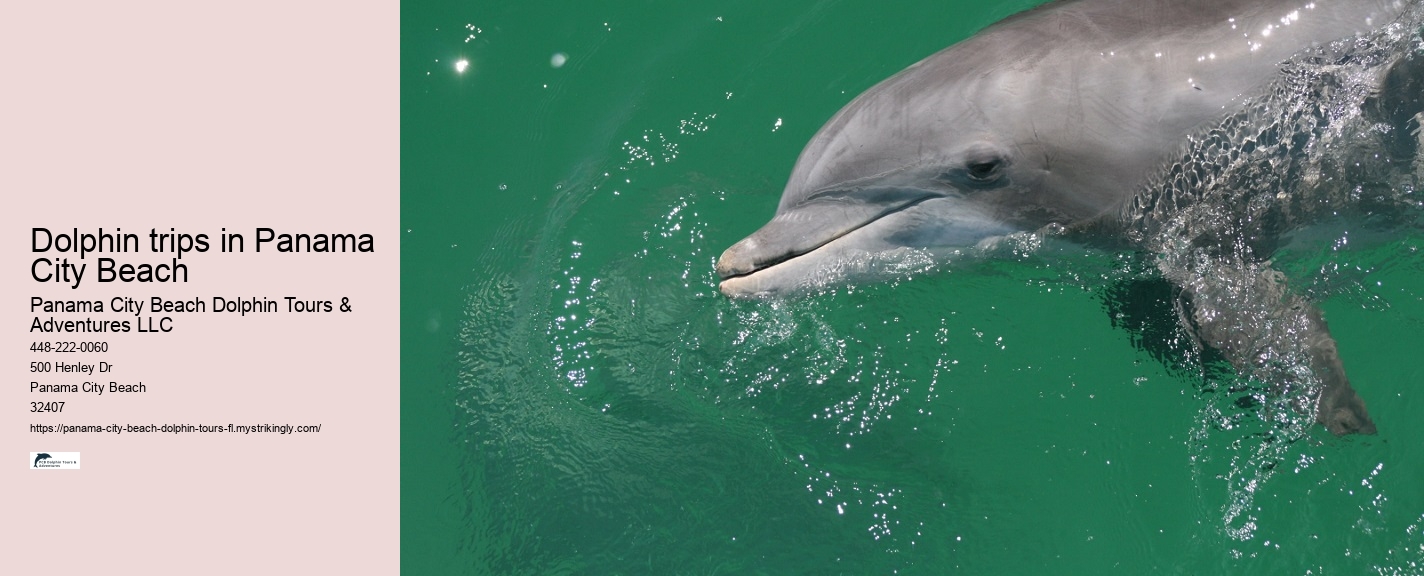 Dolphin tours in Panama City Beach