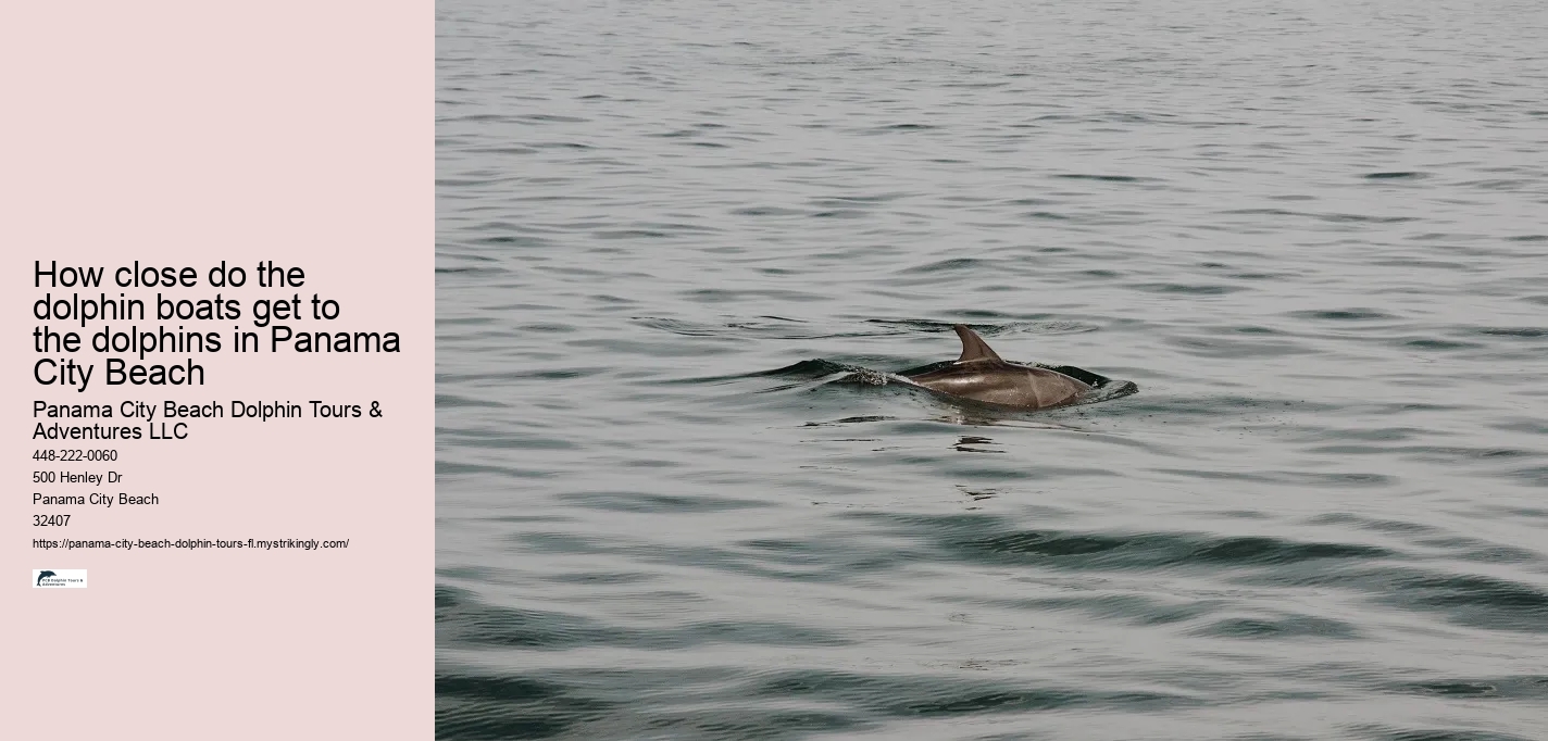 How close do the dolphin boats get to the dolphins in Panama City Beach