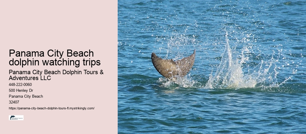 Panama City Beach dolphin watching trips