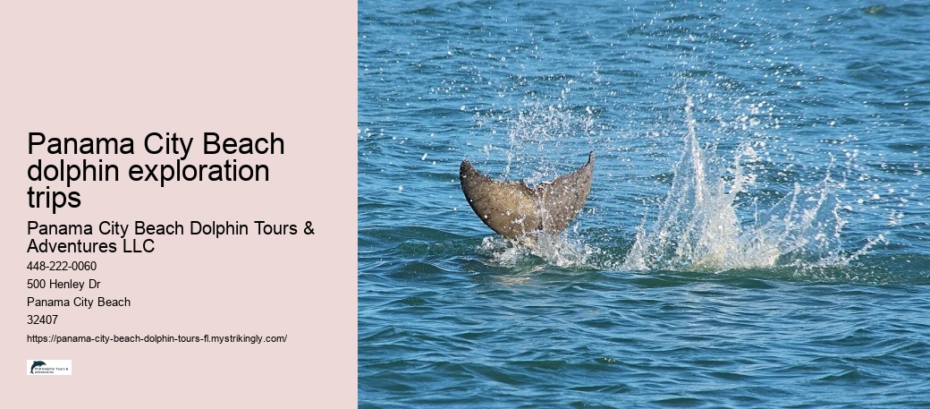 Panama City Beach dolphin exploration trips