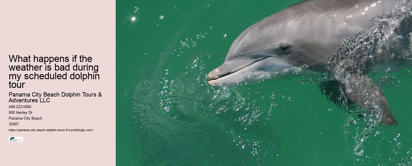 Best Places To See Wild Dolphins
