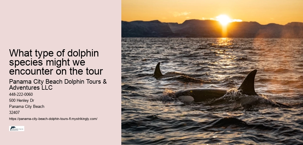 What type of dolphin species might we encounter on the tour